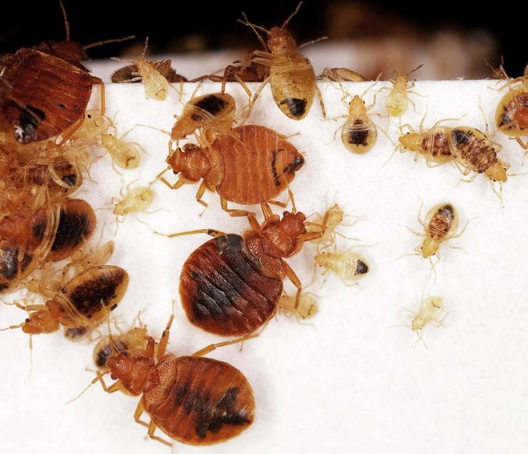 City of Mutare Responds to Social Media Claims of Bedbug Outbreak in Sakubva